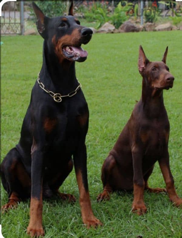 female Doberman 1