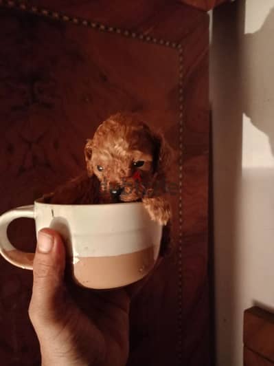 Toy poodle Dark red Female queen