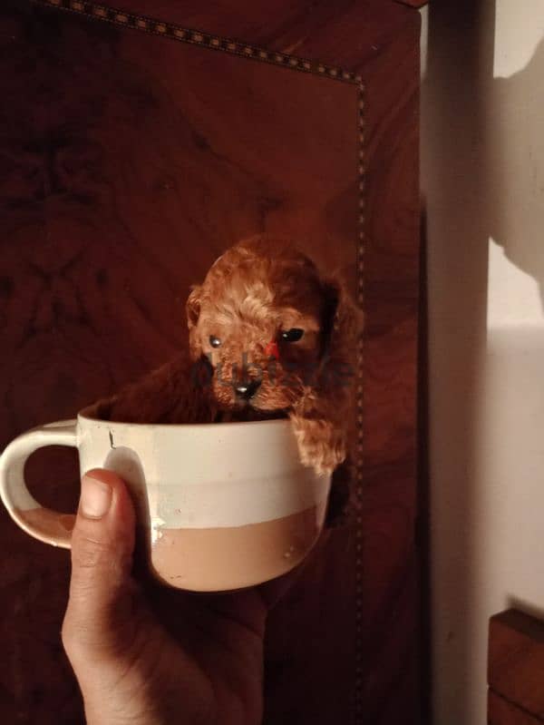 Toy poodle Dark red Female queen 1