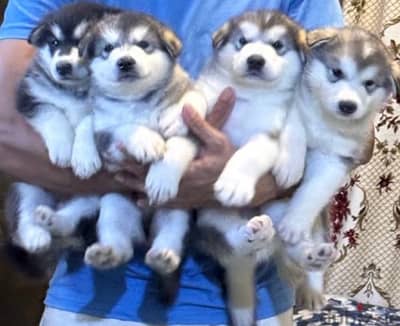 Huskey alskan Malamute puppies هاسكي مالاموت