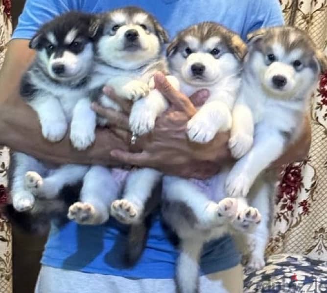 Alaskan Malamute puppies 1