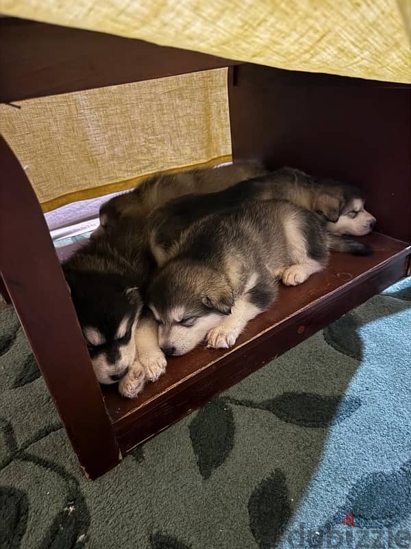 Alaskan Malamute puppies 2