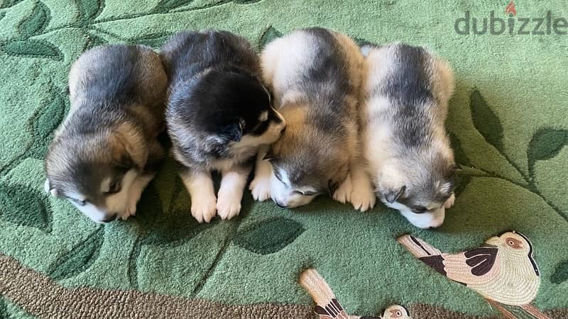 Alaskan Malamute puppies 3