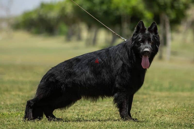 جراوي رويال بلاك ذكر انثي شولاين بيور جيرمن royal black German male 5