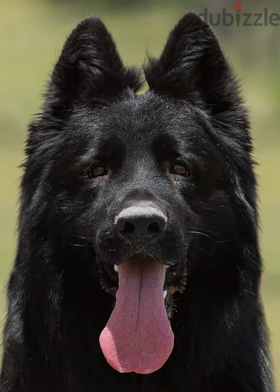 جراوي رويال بلاك ذكر انثي شولاين بيور جيرمن royal black German male 7