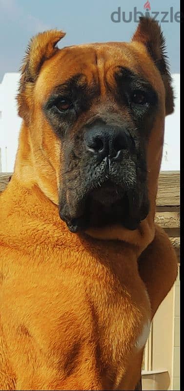 cane corso كين كورسو