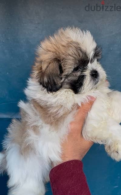 shih tzu