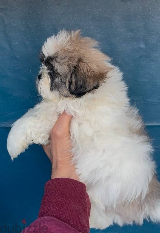 shih tzu 1