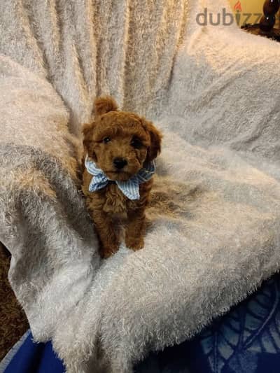 toy poodle