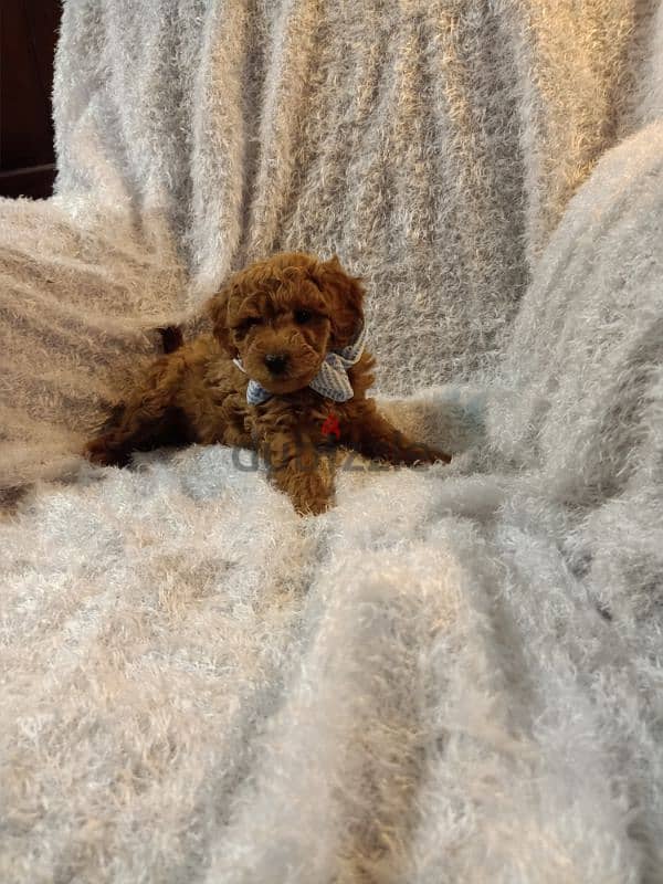 toy poodle 2