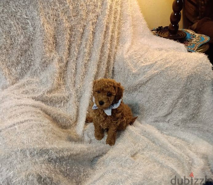 toy poodle 3