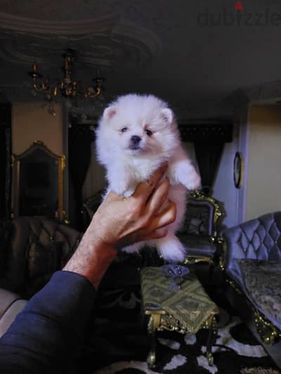 Pomeranian Puppy Snow-White - بومرينيان