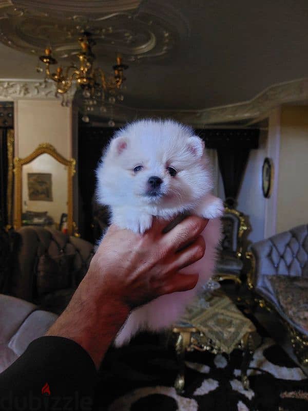 Pomeranian Puppy Snow-White - بومرينيان 1