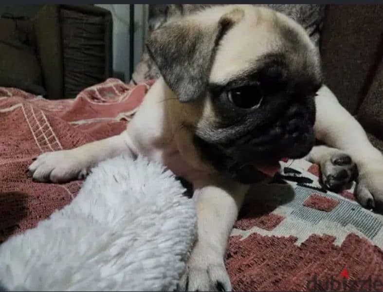 كلبة pug  اول جوازة ليها عندها سنة وشهرين اتجوزت 22/1صورة الاب 5