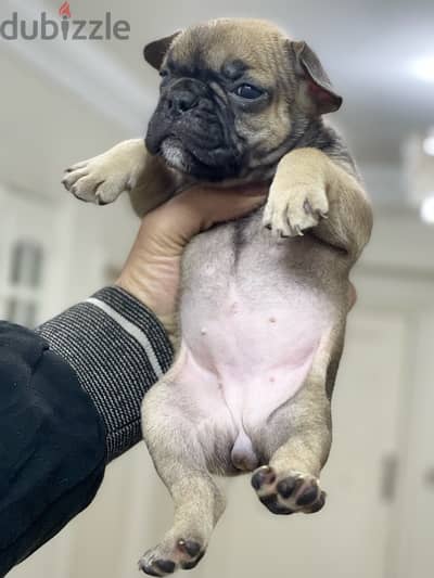 french bulldog فرنش بولدوج