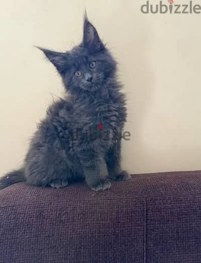 main coon cat 01096362131