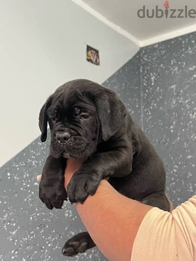 cane corso جراوي كين كورسو