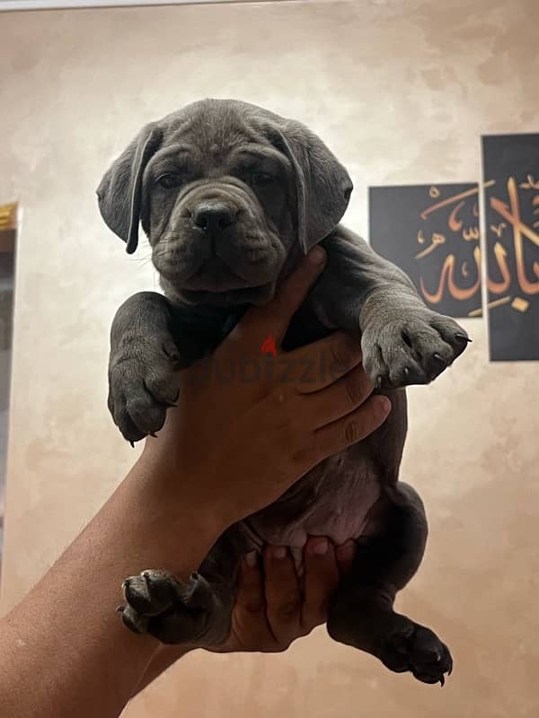 cane corso جراوي كين كورسو 1