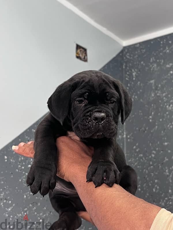 cane corso جراوي كين كورسو 3