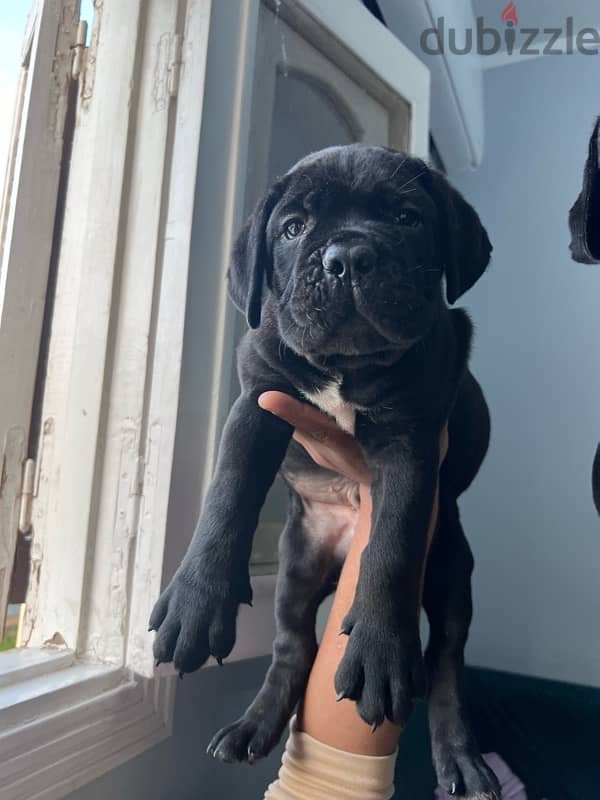 cane corso جراوي كين كورسو 4