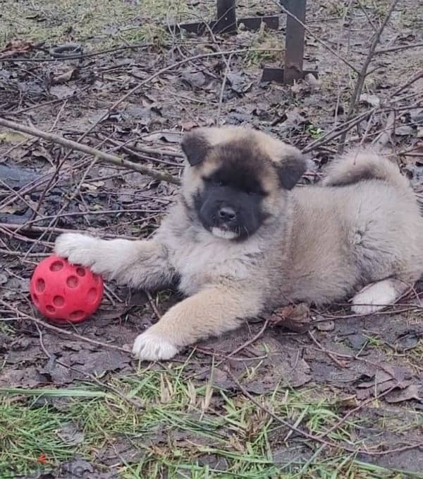 American puppy boy from Russia 1