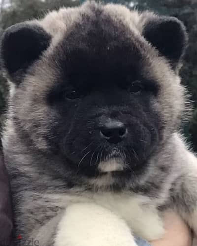 American Akita boy from Russia