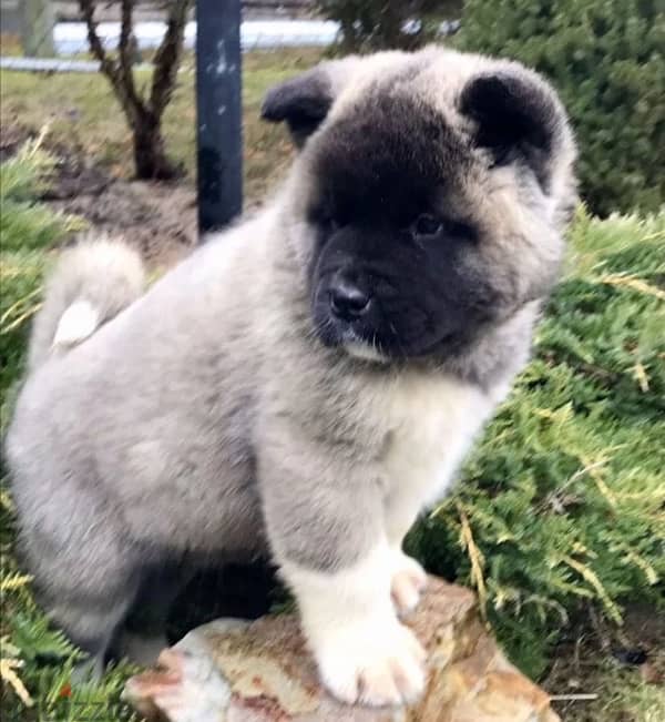 American Akita boy from Russia 1