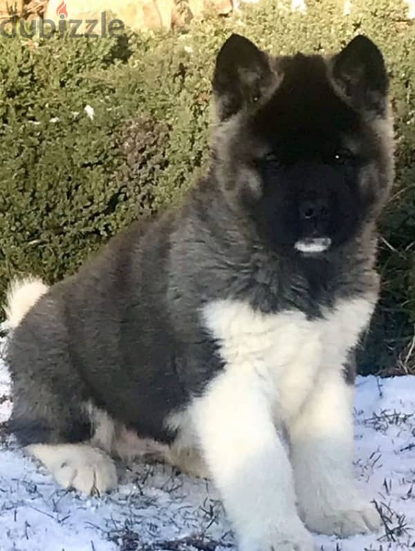 American Akita boy from Russia 2