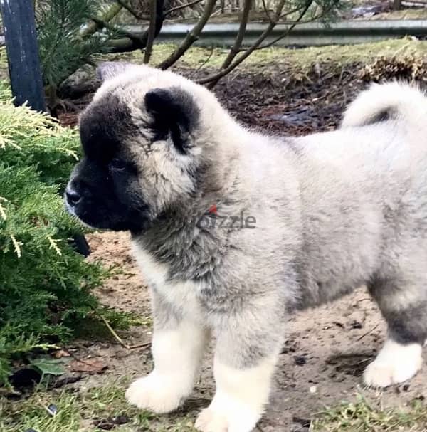 American Akita boy from Russia 3