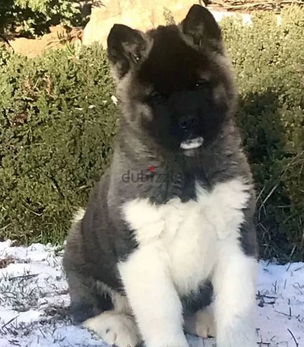 American Akita boy from Russia 5