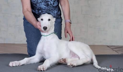 White Russian greyhound puppy boy from Russia