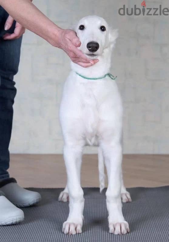 White Russian greyhound puppy boy from Russia 1