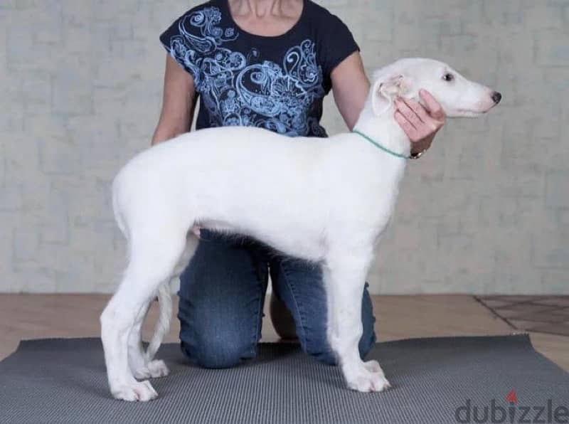 White Russian greyhound puppy boy from Russia 2