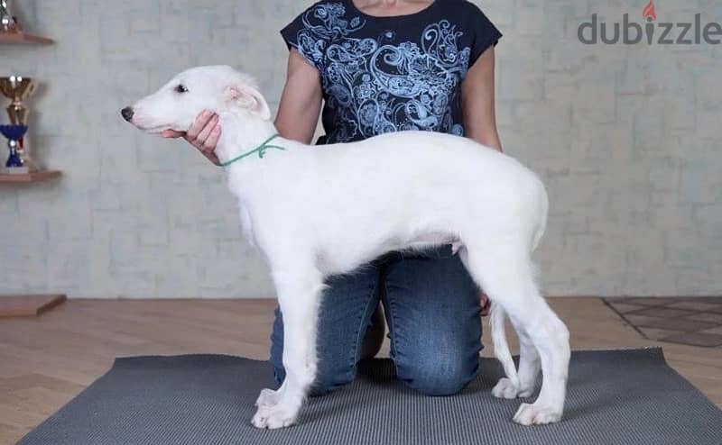 White Russian greyhound puppy boy from Russia 3