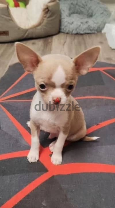 Mini Chihuahua puppy boy from Russia