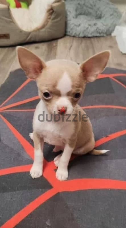 Mini Chihuahua puppy boy from Russia 0