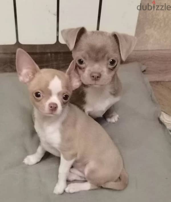 Mini Chihuahua puppy boy from Russia 1