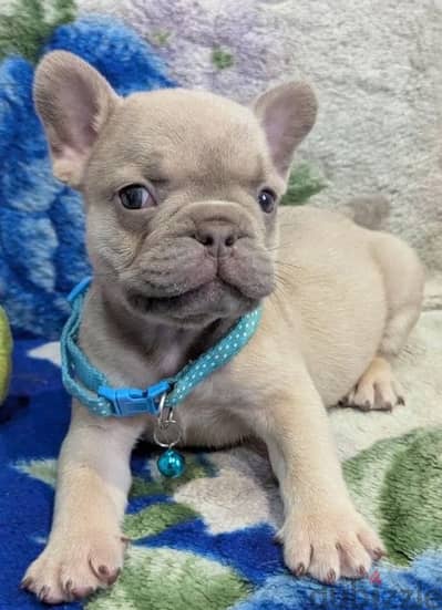 French bulldog puppy boy from Russia