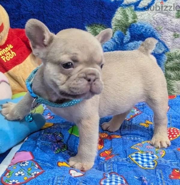 French bulldog puppy boy from Russia 1