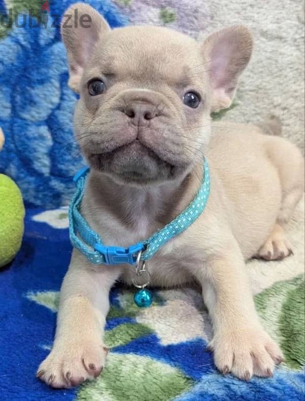 French bulldog puppy boy from Russia 2