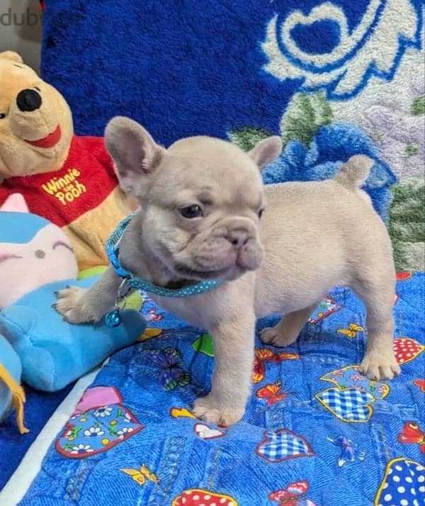 French bulldog puppy boy from Russia 3