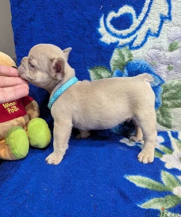 French bulldog puppy boy from Russia 4