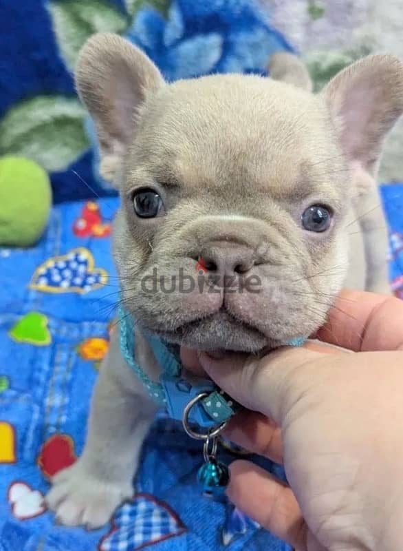 French bulldog puppy boy from Russia 5