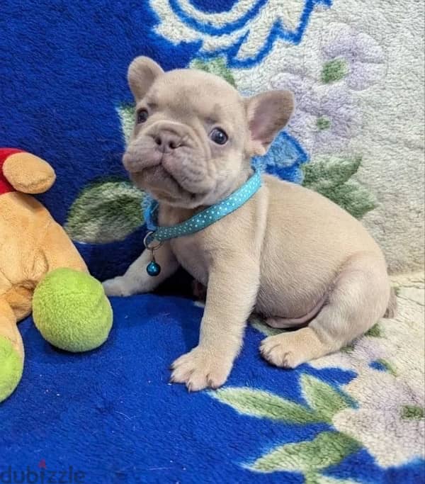 French bulldog puppy boy from Russia 6