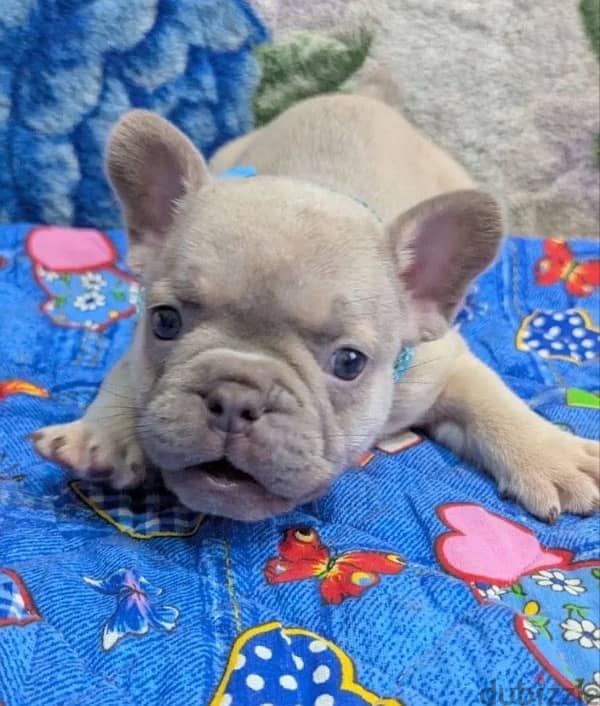 French bulldog puppy boy from Russia 7