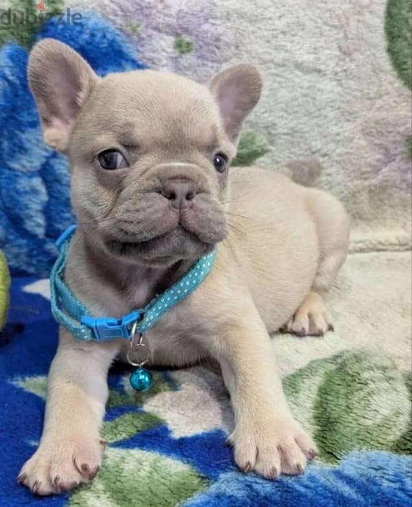 French bulldog puppy boy from Russia 8