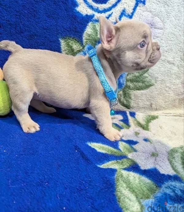 French bulldog puppy boy from Russia 9