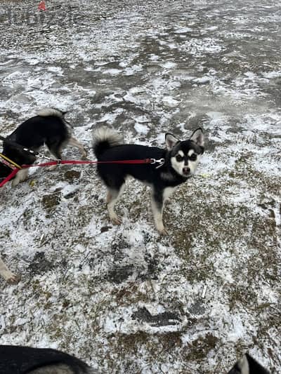 Alaskan Klee Kai girls from Russia