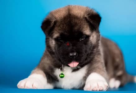 American Akita puppy boy from Russia