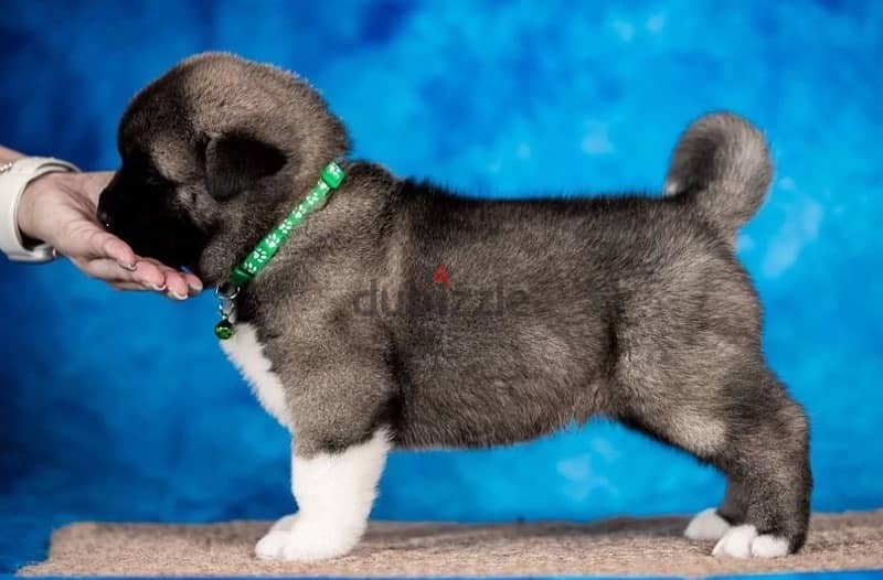 American Akita puppy boy from Russia 1